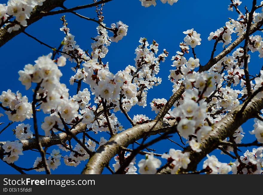 Blue, Blossom, Branch, Spring