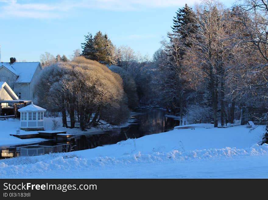 Winter, Snow, Freezing, Tree