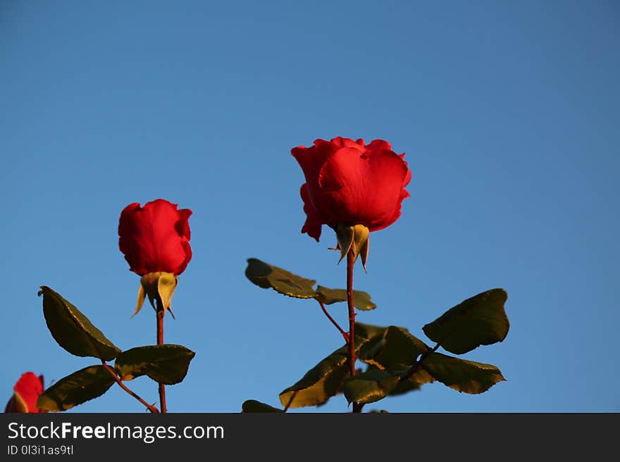 Red, Sky, Rose Family, Flower