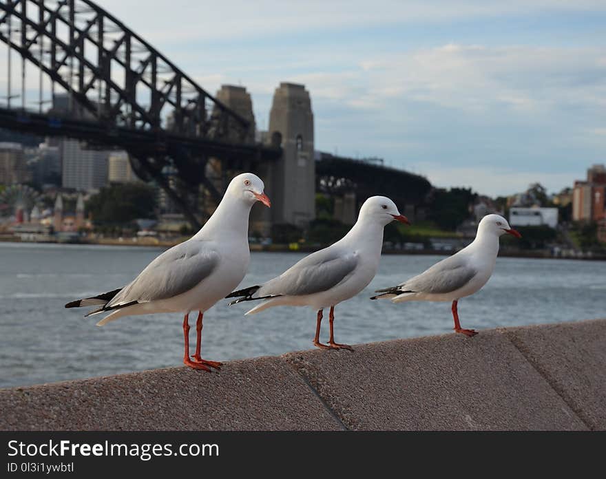 Bird, Seabird, Gull, European Herring Gull