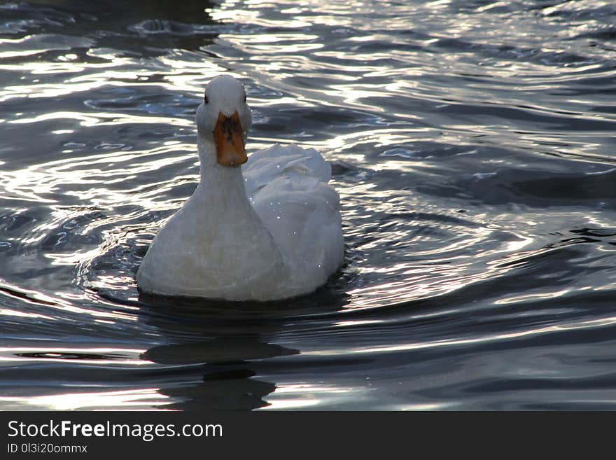 Bird, Water, Water Bird, Duck