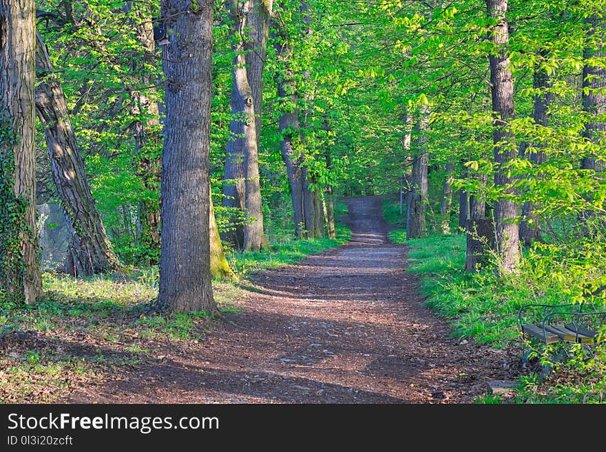 Woodland, Nature, Path, Ecosystem