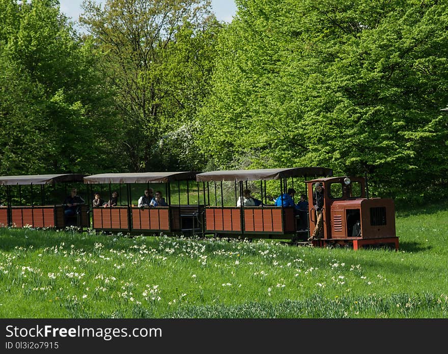 Rolling Stock, Tree, Plant, Grass