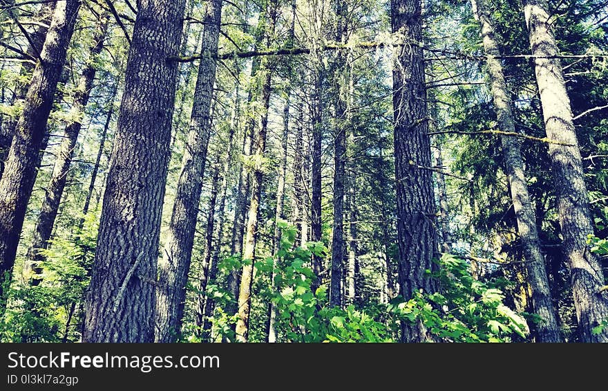 Forest within the Cowlitz River Park. Forest within the Cowlitz River Park