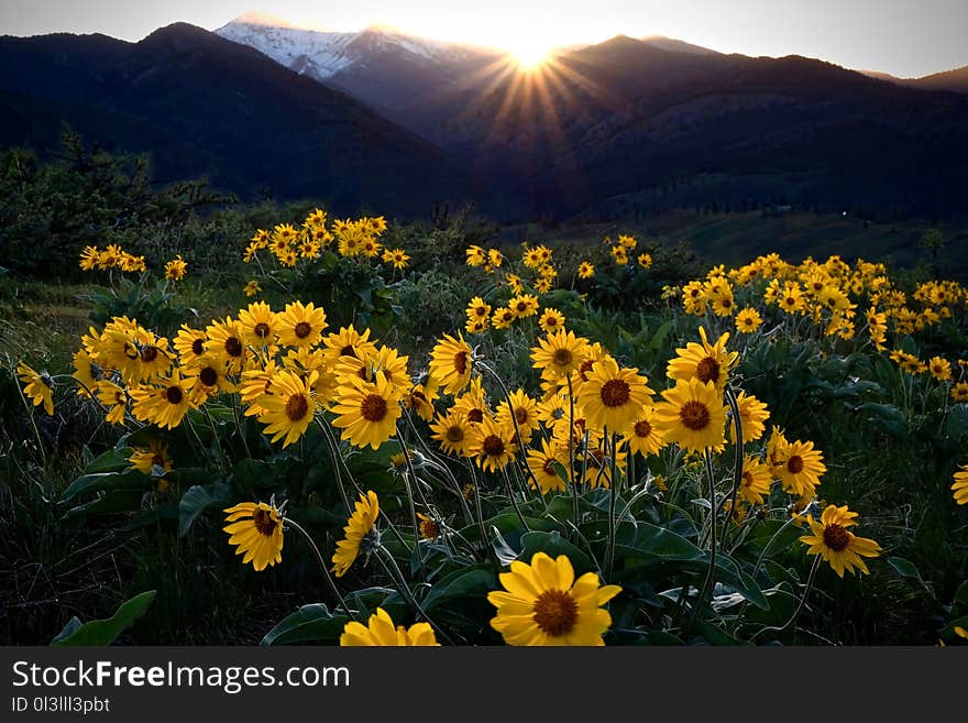 Arnica meadows at sunrise. Beautiful sunflowers in the morning.