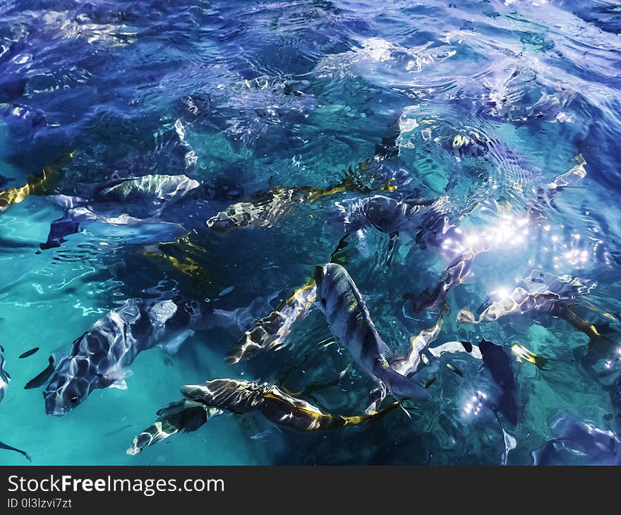 Marine life in Atlantic Ocean on Cuban coast