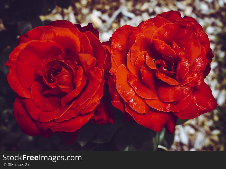 Two Red Flowers