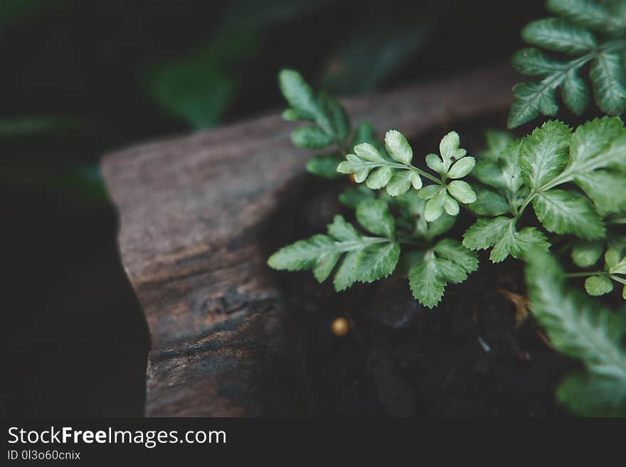 Green Leafed Plant