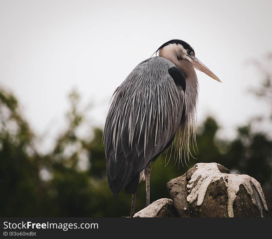 Black and White Bird on Rock