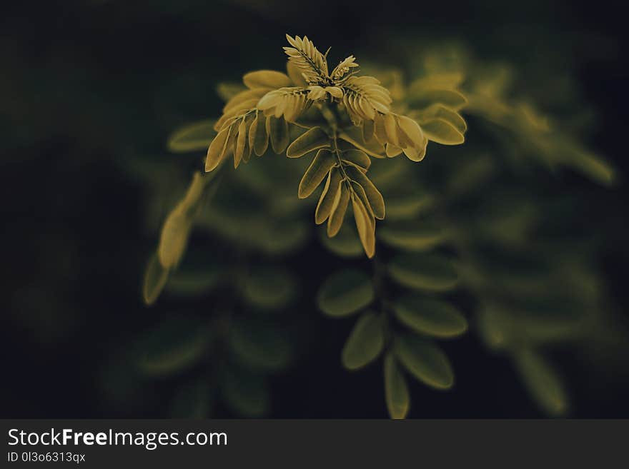 Shallow Focus Photography of Yellow Leafed Plant