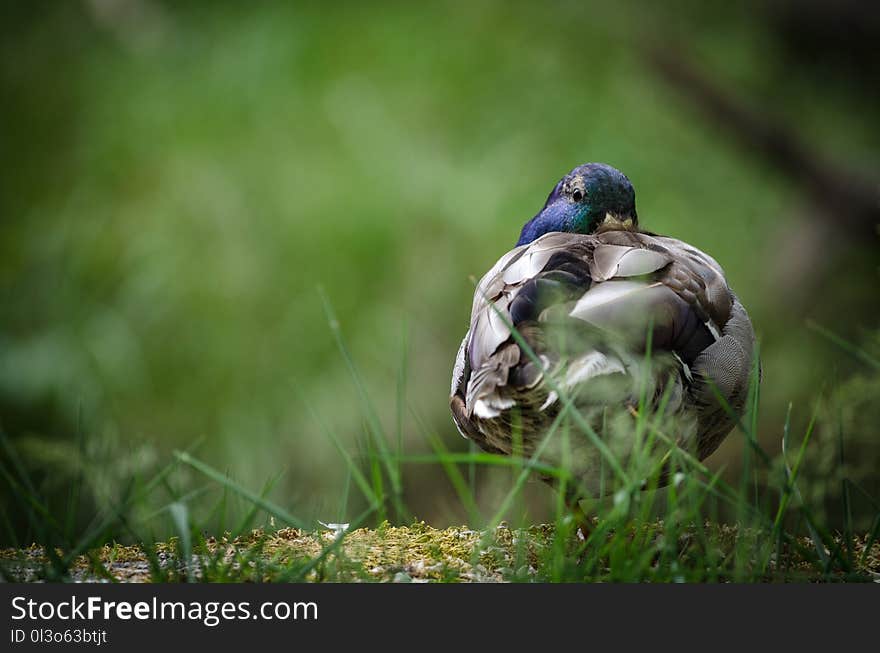 Shallow Focus Photography of Gray and Blue Bird