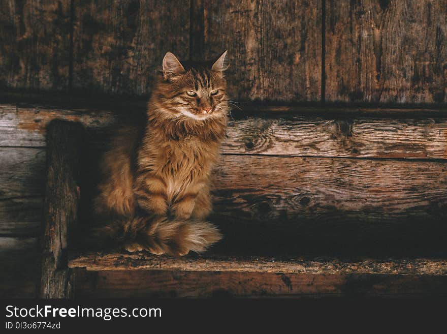 Photo of Brown Persian Cat on Ladder