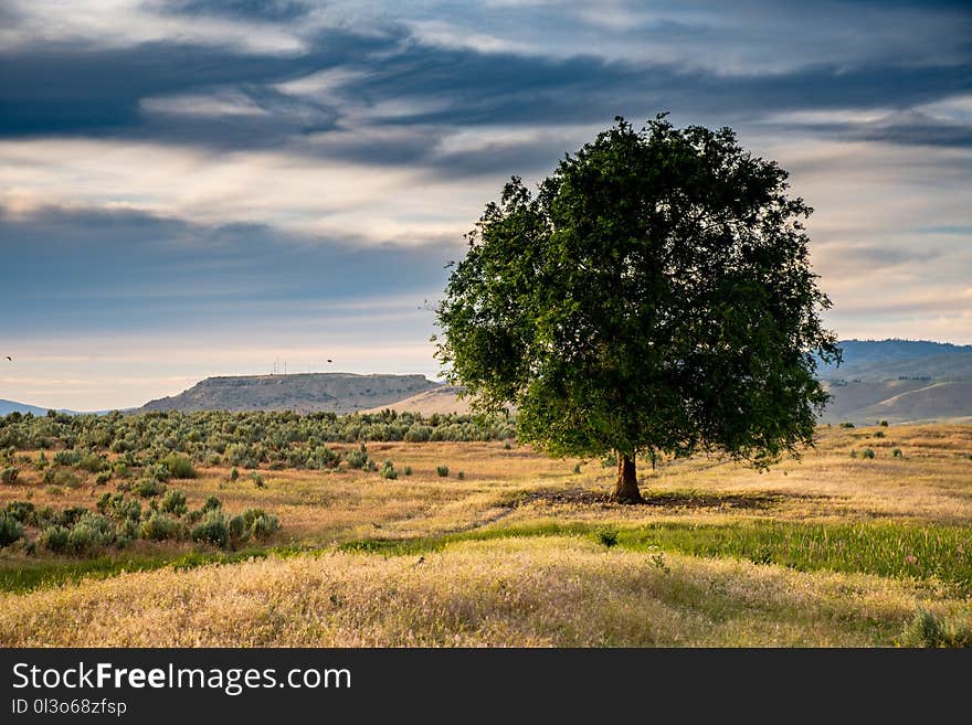 Green Leafed Tree Under Cloudy Sky