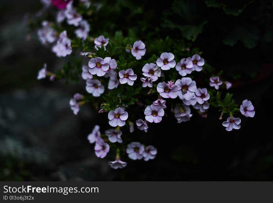 Focus Photo Purple Petaled Flowers