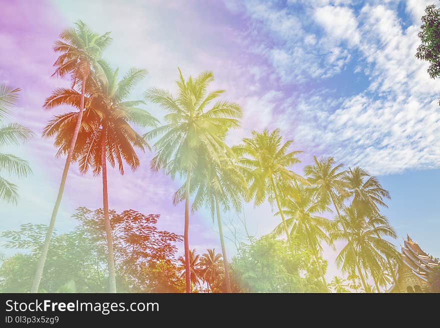 Coconut Tree On Beach In Hot Summer Holiday