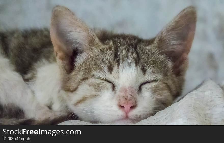 Cute Little Cat Kitten Sleeping