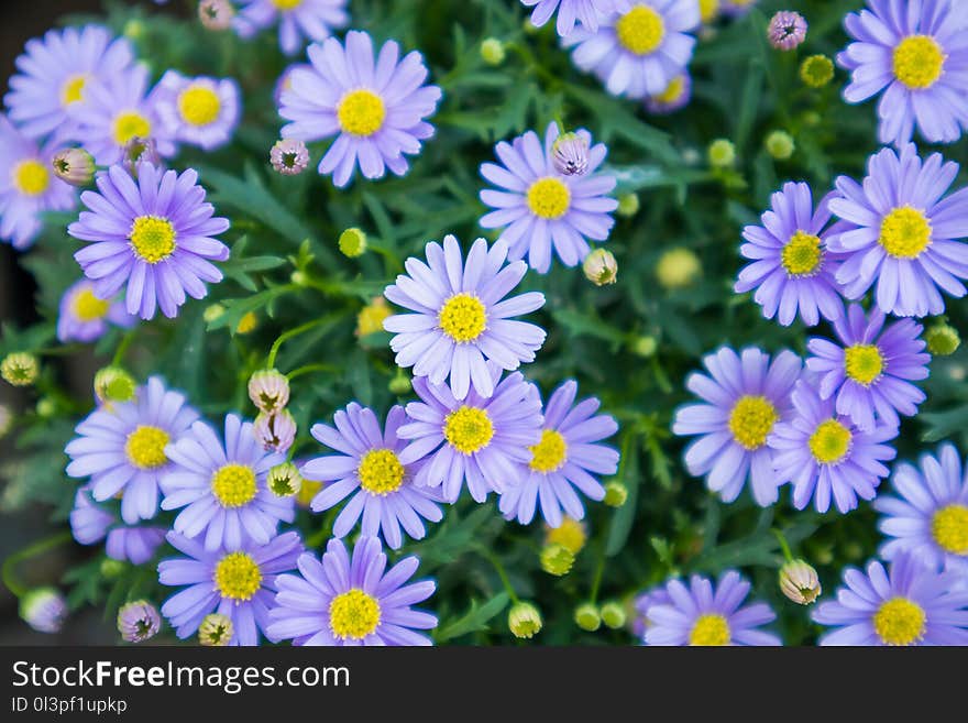 Blue Daisy Flowers