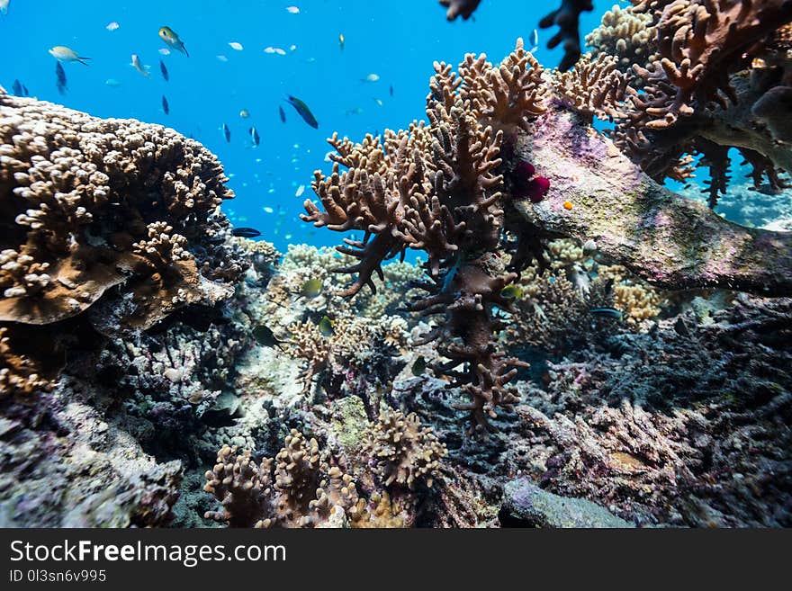 Coral Reef Underwater