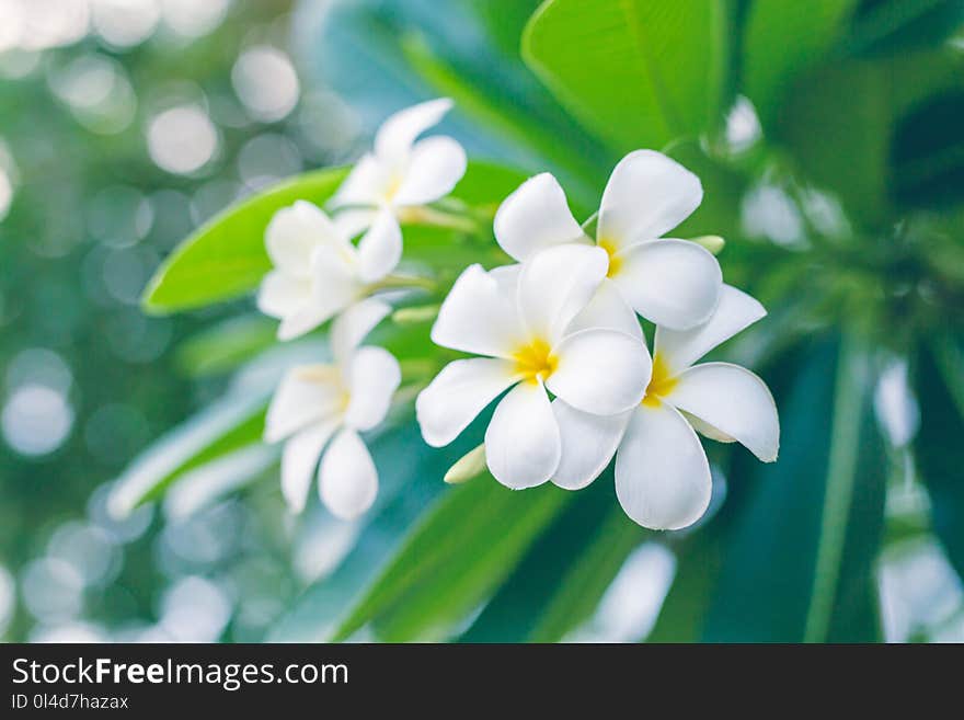 Plumeria Flowers in Thailand.