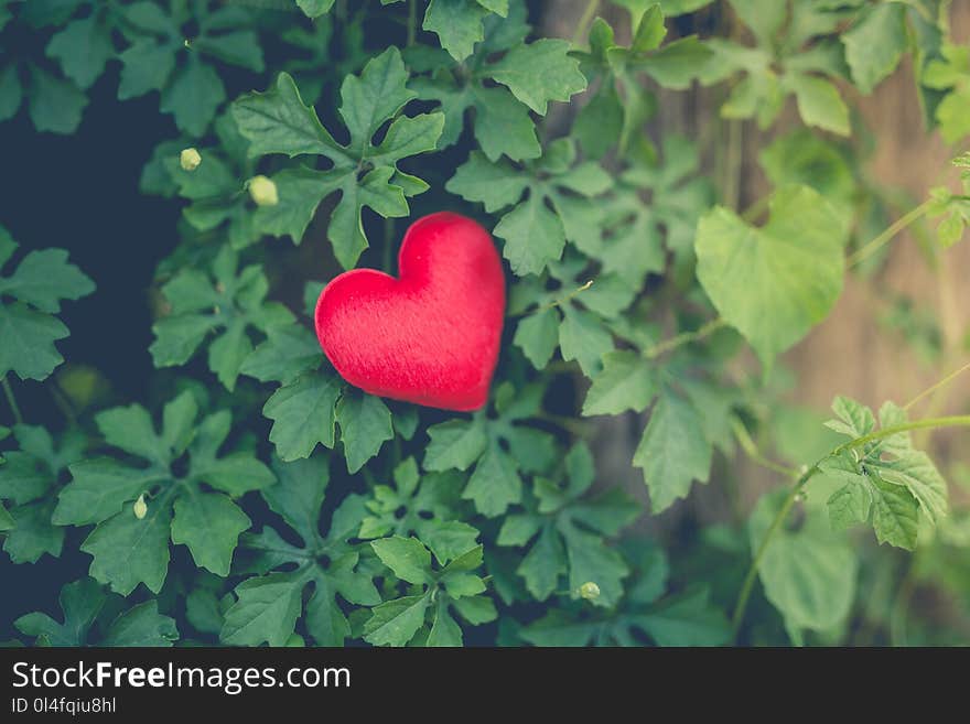 Red heart shape on green leaves. Vintage tone.