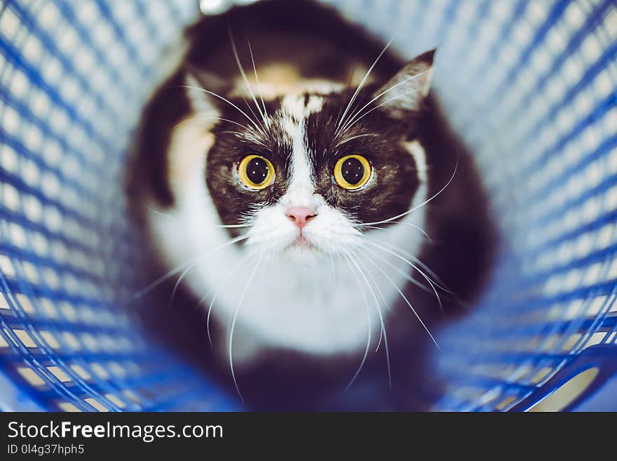 Cute kitten in basket