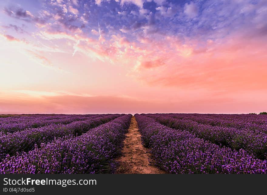 Photo Lavender Flower Field Under Pink Sky