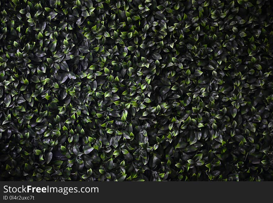 Green ivy grows along the wall. Texture of dense thickets of wil