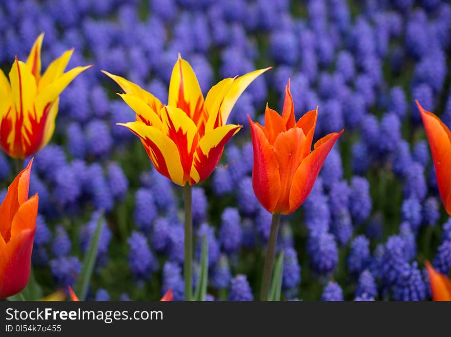 Colorful tulip flowers bloom in the spring garden