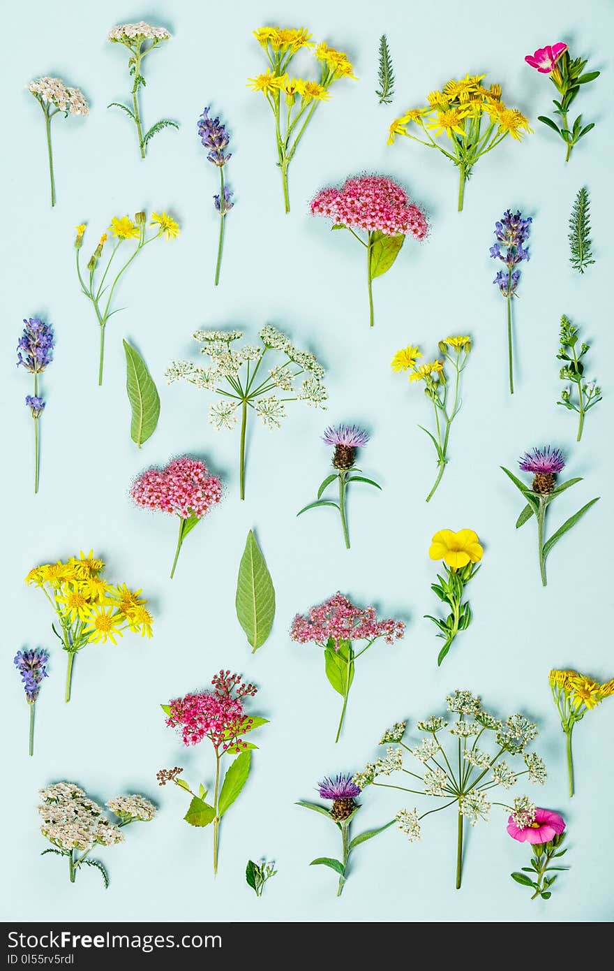 Floral pattern made of wild healing flowers