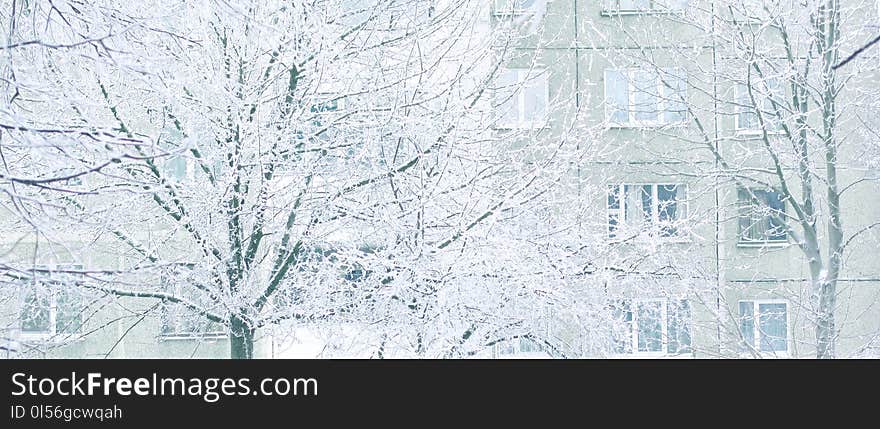 Close up.City winter landscape. The hoar-frost trees