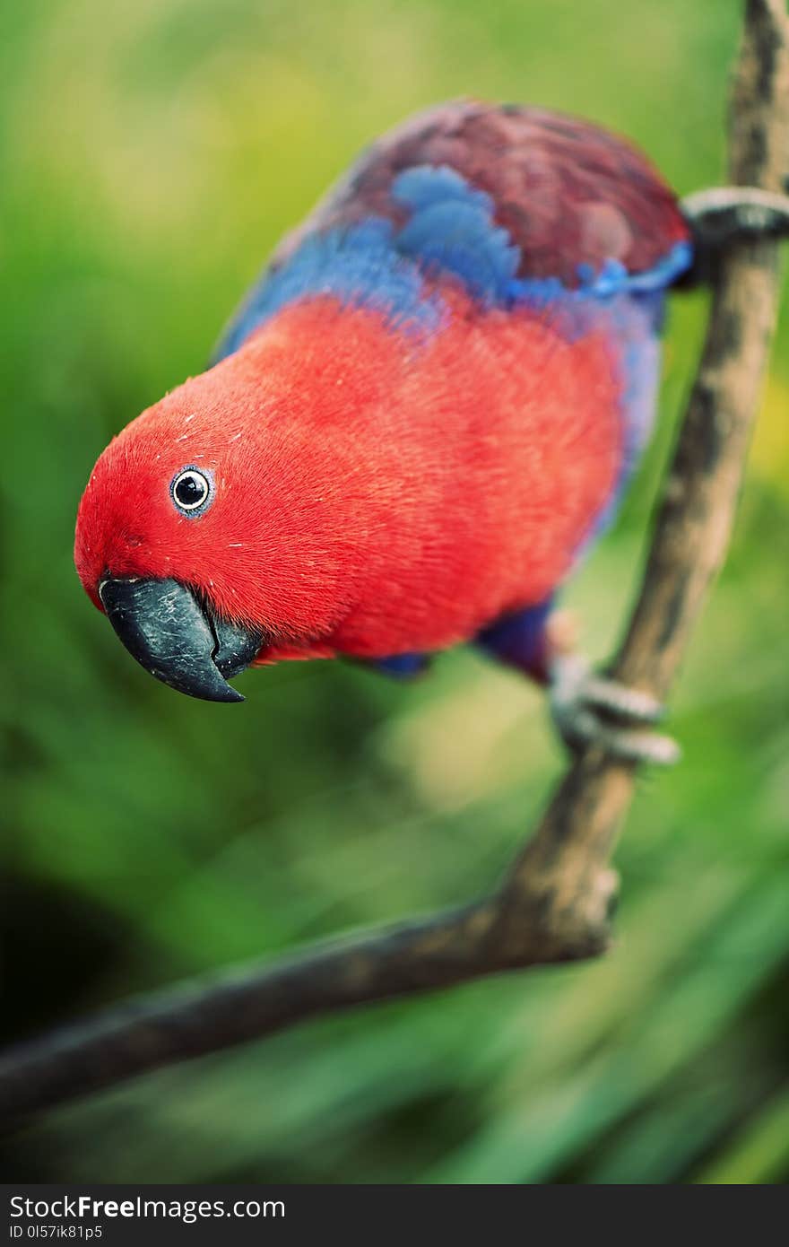 Crimson rosella during the day