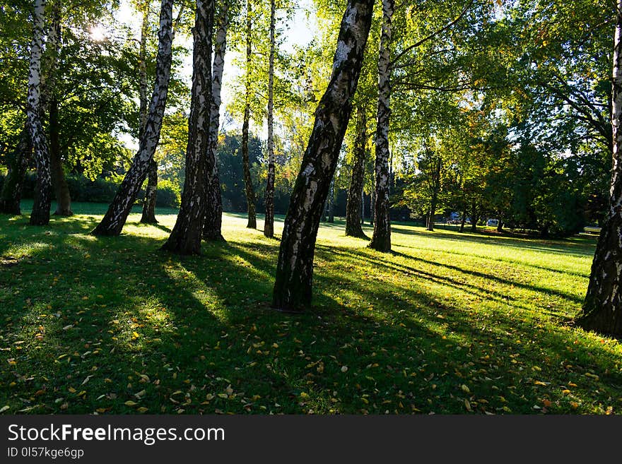 View of birch trees in a green city park during sunrise with long tree shadows on the grass, early autumn in Zagreb, Croatia. View of birch trees in a green city park during sunrise with long tree shadows on the grass, early autumn in Zagreb, Croatia