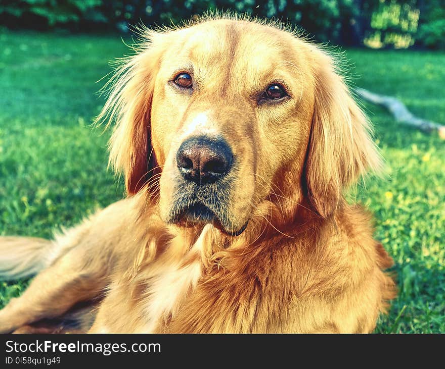 Portrait of calm Golden Retriever. Healthy athletic body of smart lying dog on the grass. Detail close-up view into dog face. Portrait of calm Golden Retriever. Healthy athletic body of smart lying dog on the grass. Detail close-up view into dog face