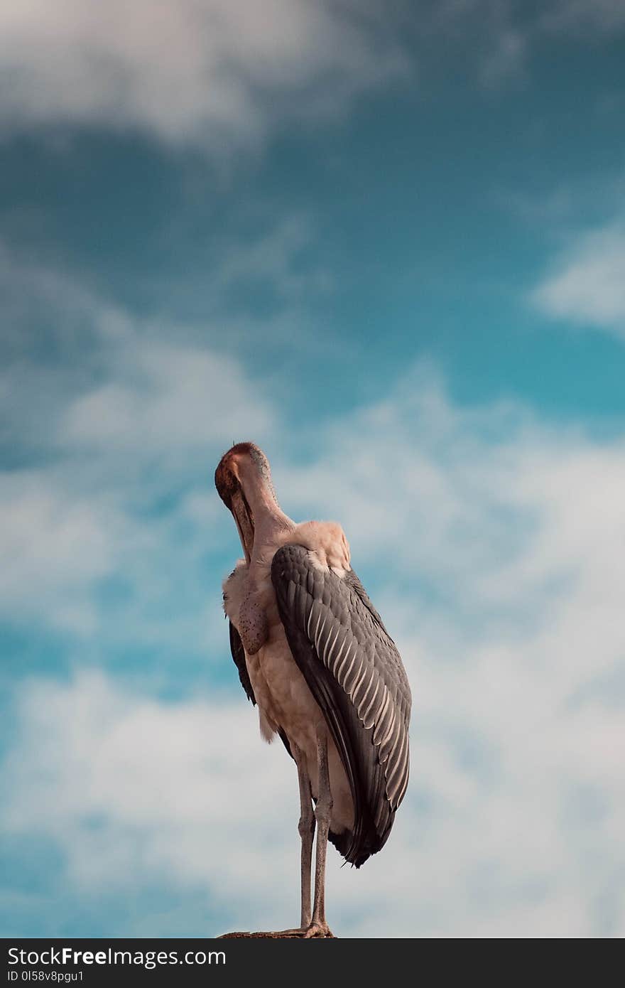 Large Black and Beige Bird