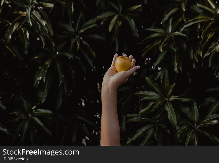 Person Holding Round Yellow Fruit