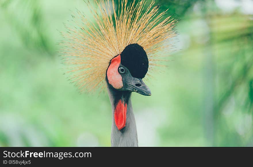 Gray and Red Bird Close-up Photo