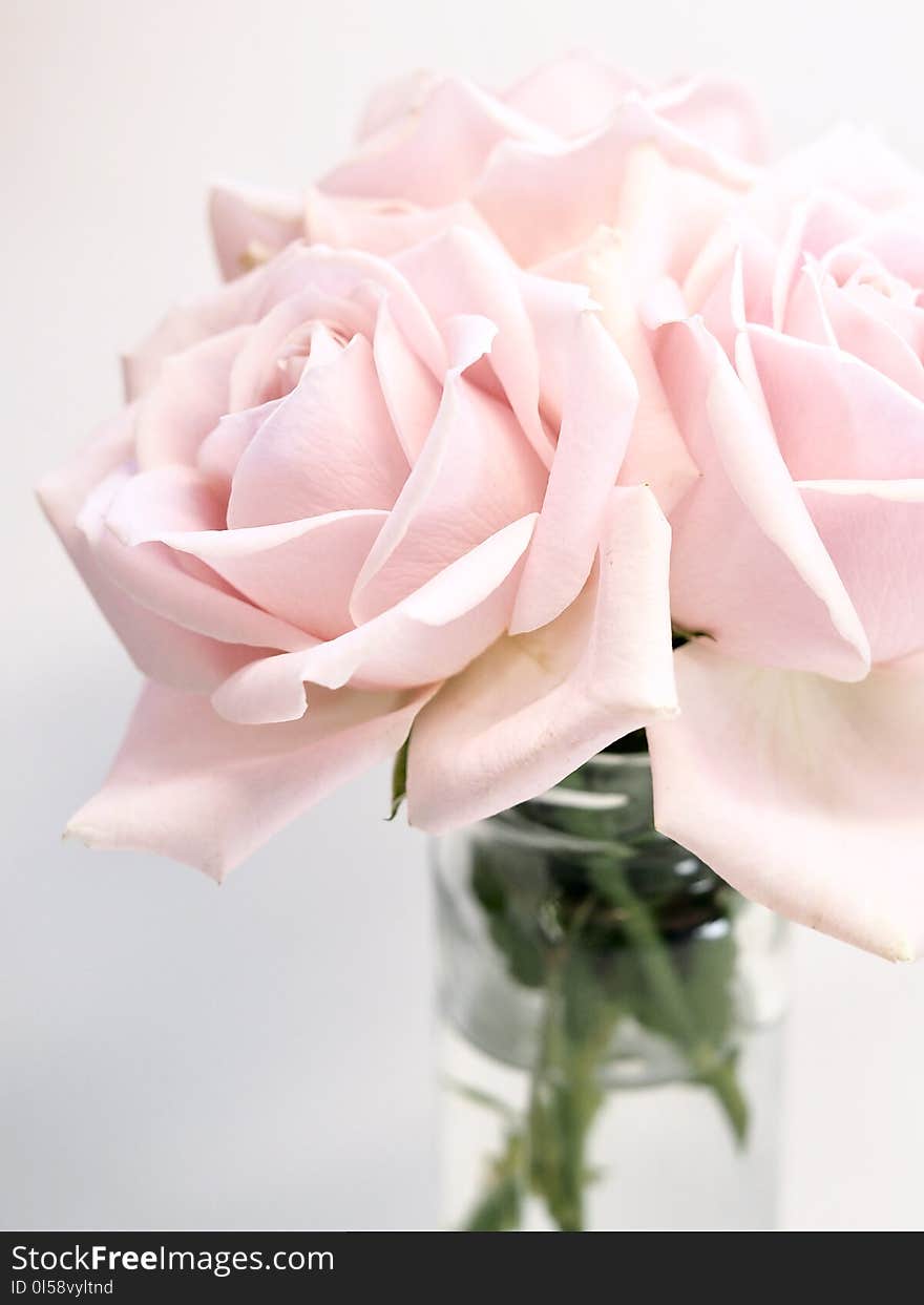 Close-up Photography of Roses