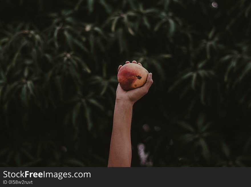 Person Holding Red and Yellow Fruit
