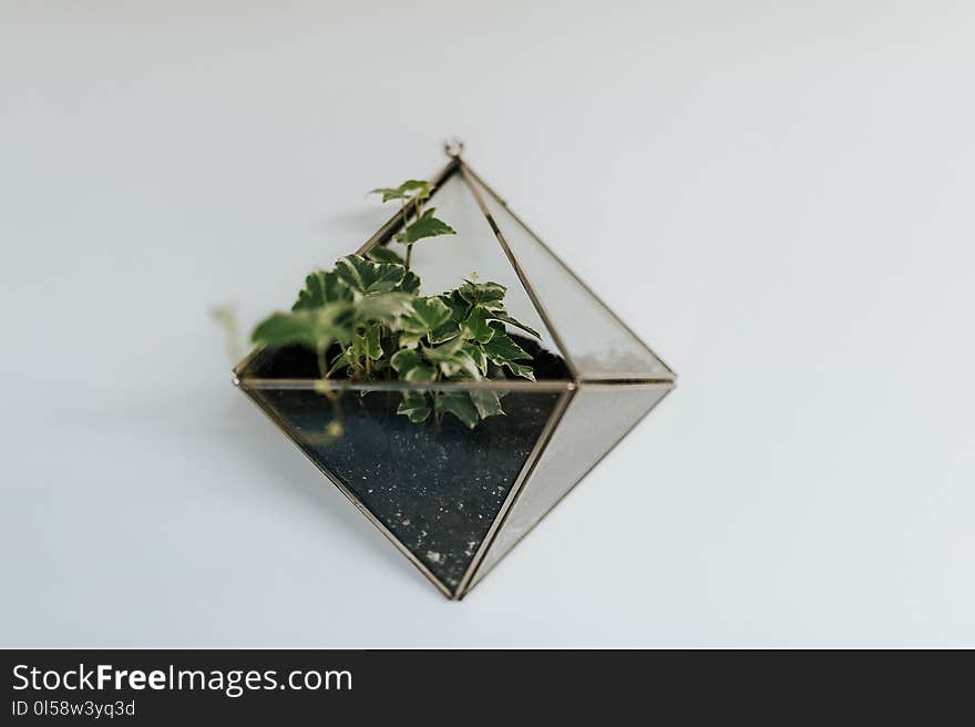 Tetragonal Glass Terrarium on White Floor