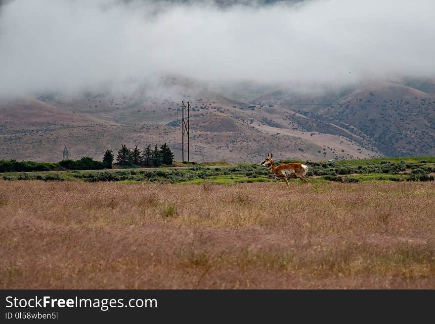 Landscape Photo of Brown Deer on Field