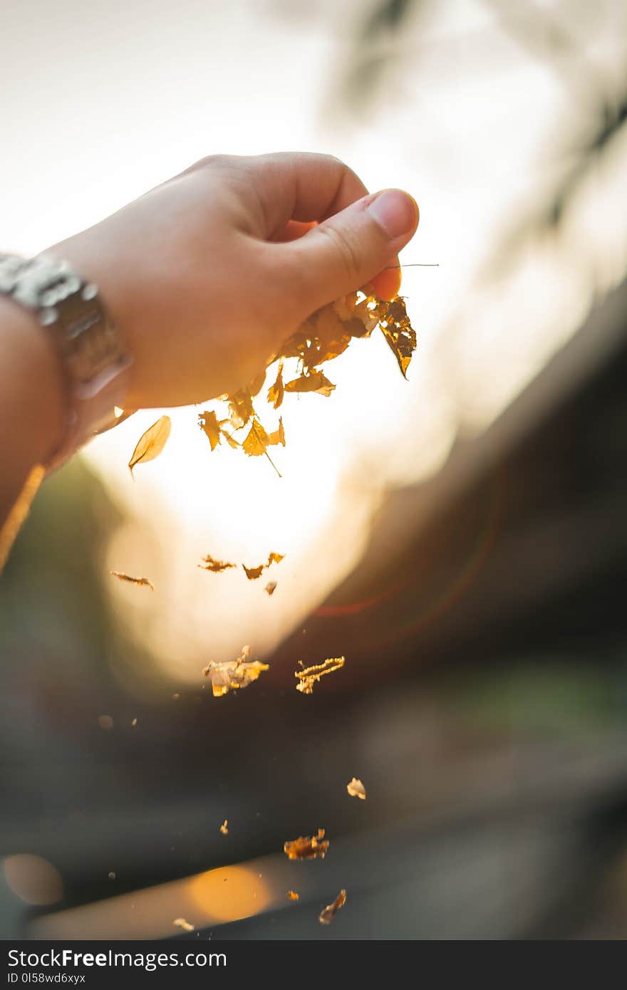 Brown Dried Leaves