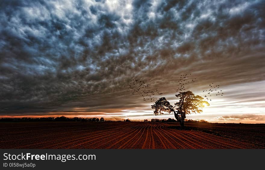 Silhouette of Trees Under Cloudy Skies