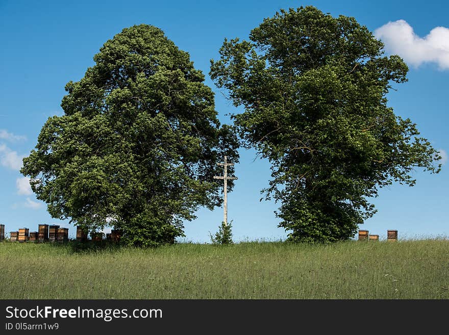 Tree, Sky, Woody Plant, Ecosystem