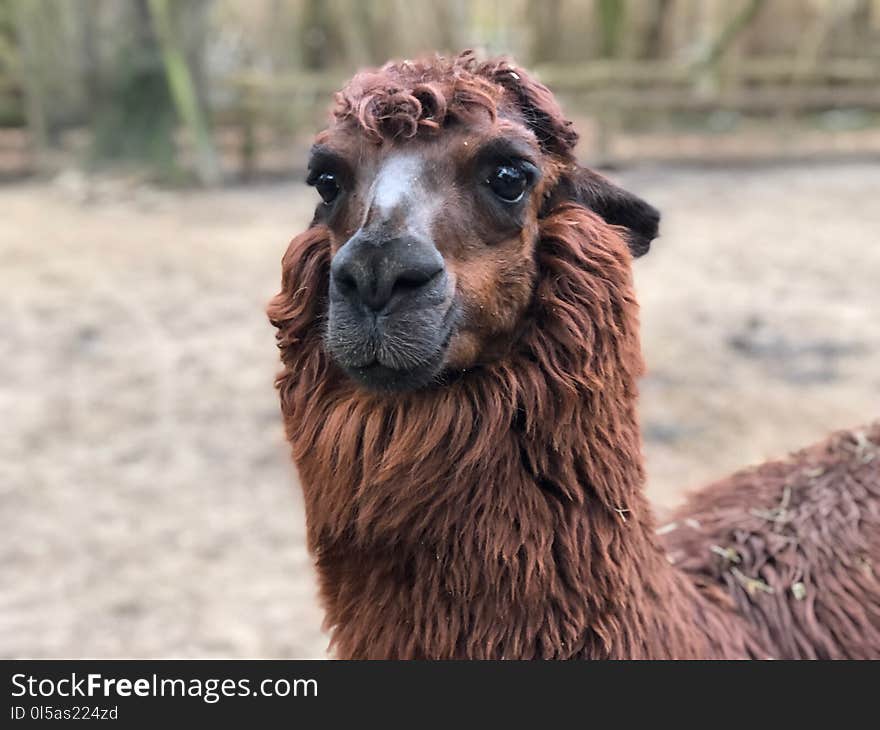 Llama, Camel Like Mammal, Alpaca, Terrestrial Animal