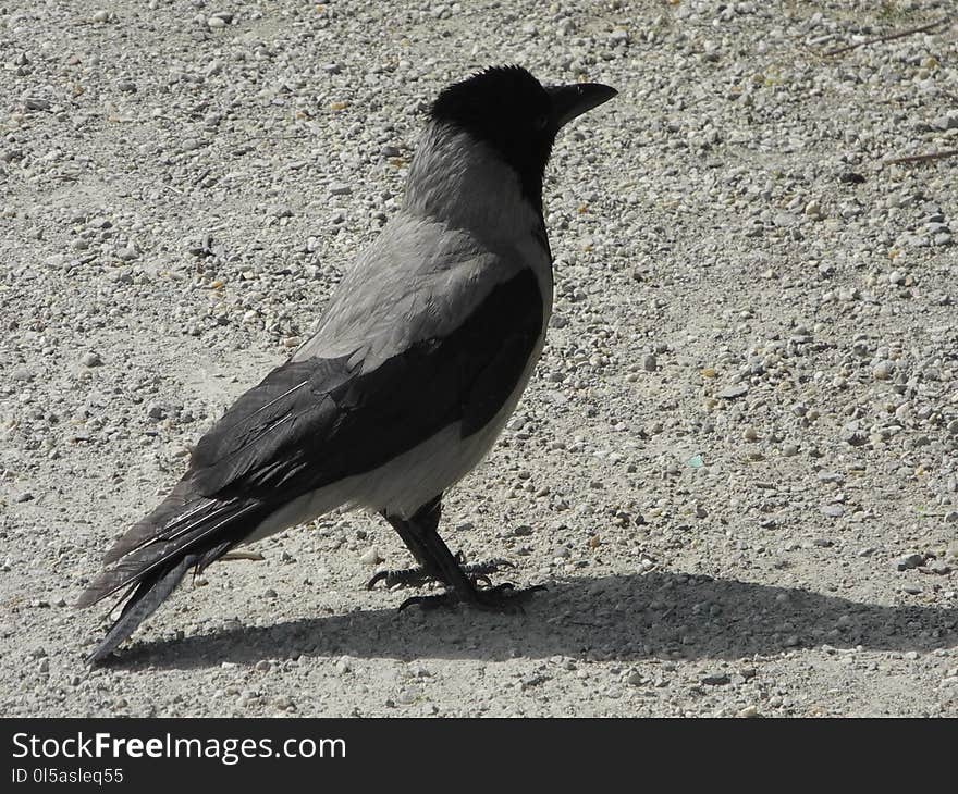 Bird, Fauna, Crow, Crow Like Bird