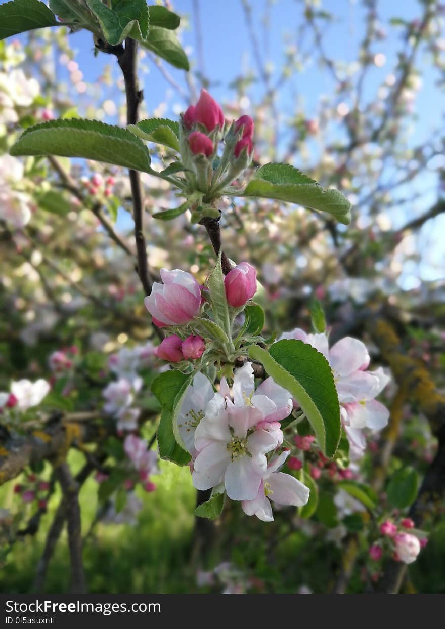 Plant, Blossom, Spring, Prunus