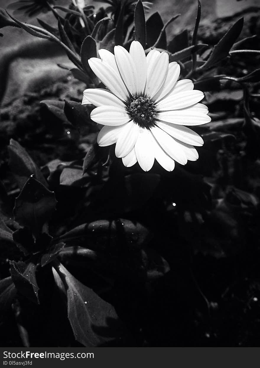 Flower, White, Flora, Black And White