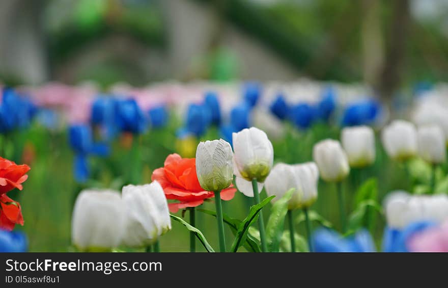 Flower, Plant, Flowering Plant, Tulip