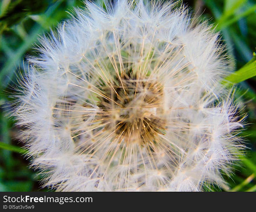 Flower, Dandelion, Flora, Plant