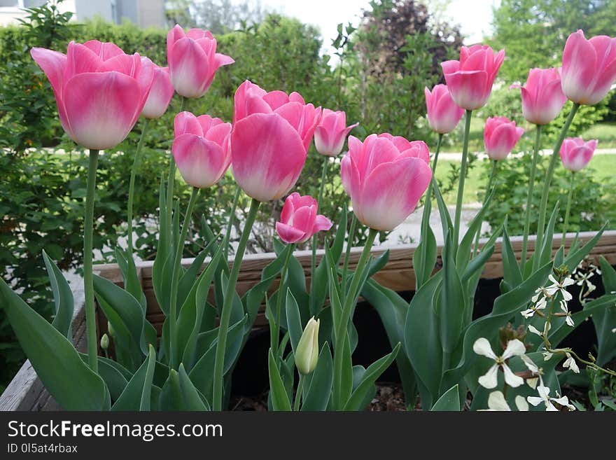 Flower, Plant, Flowering Plant, Tulip